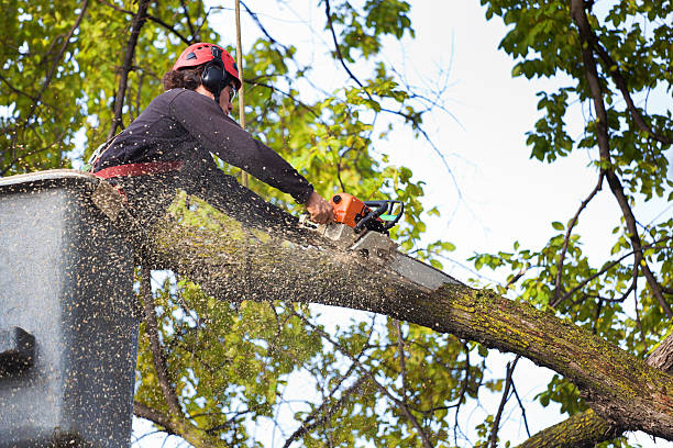 Best Tree Branch Trimming  in Weldon Spring, MO